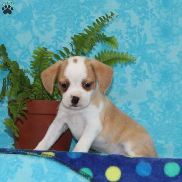 Bobby, Boston Terrier Mix Puppy